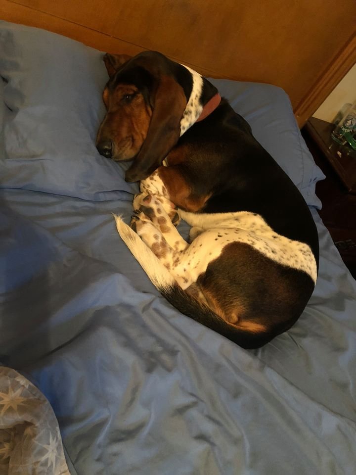 A Basset Hound sleeping on the bed