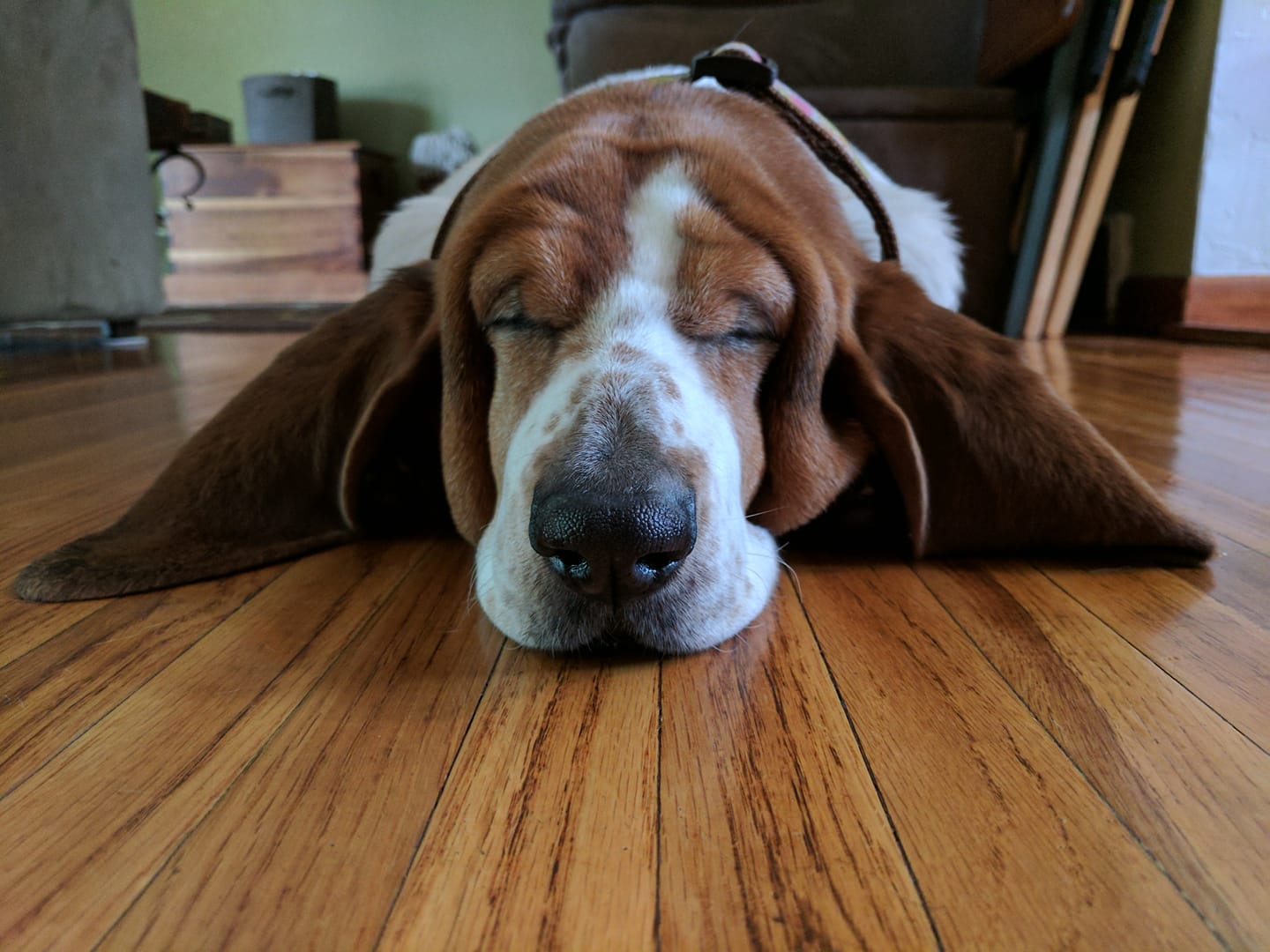 A Basset Hound sleeping on the floor