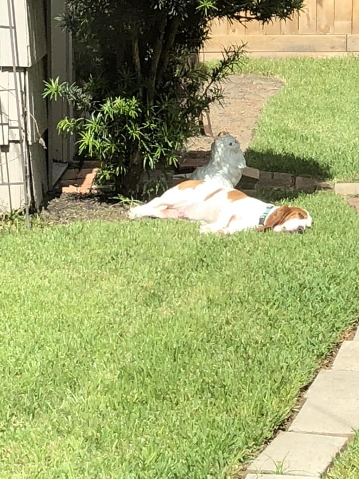 A Basset Hound lying on the grass under the sun