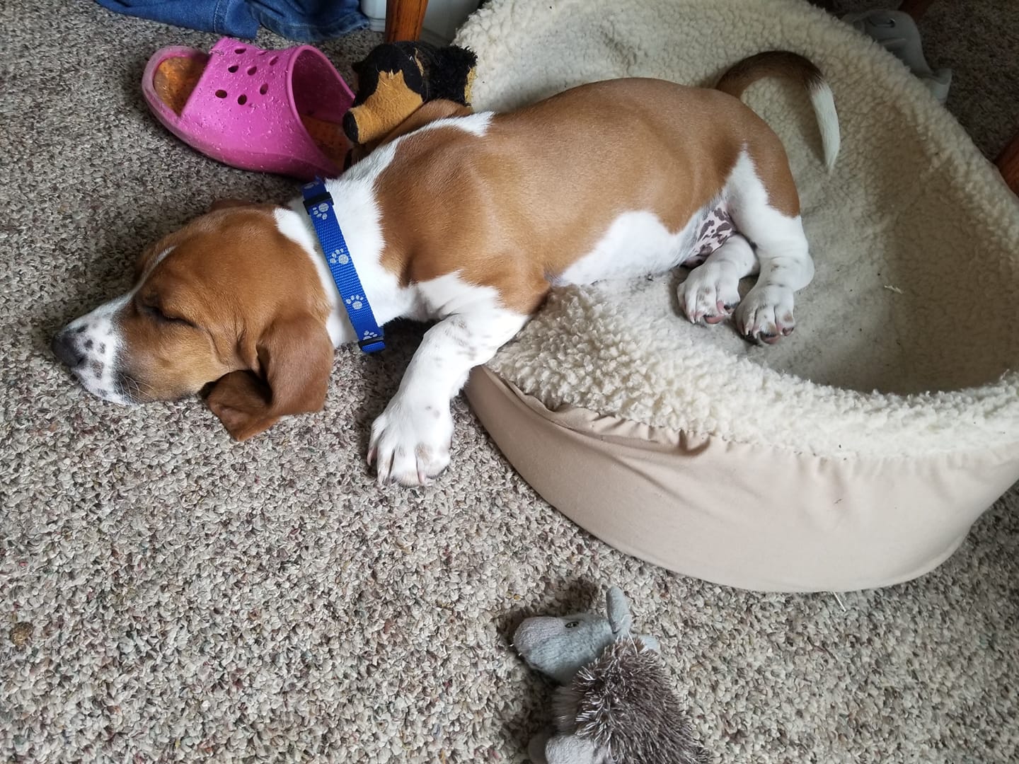 A Basset Hound puppy sleeping on its bed with its head and front legs are on the floor