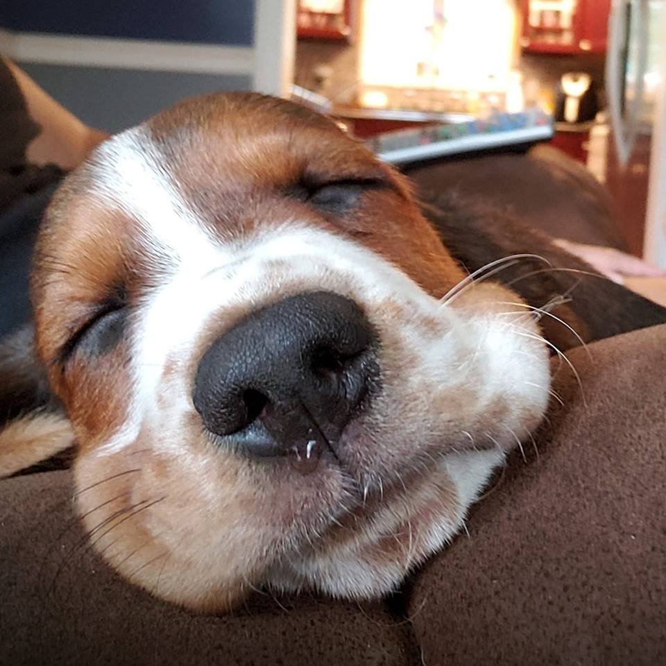 A Basset Hound puppy sleeping soundly on the couch