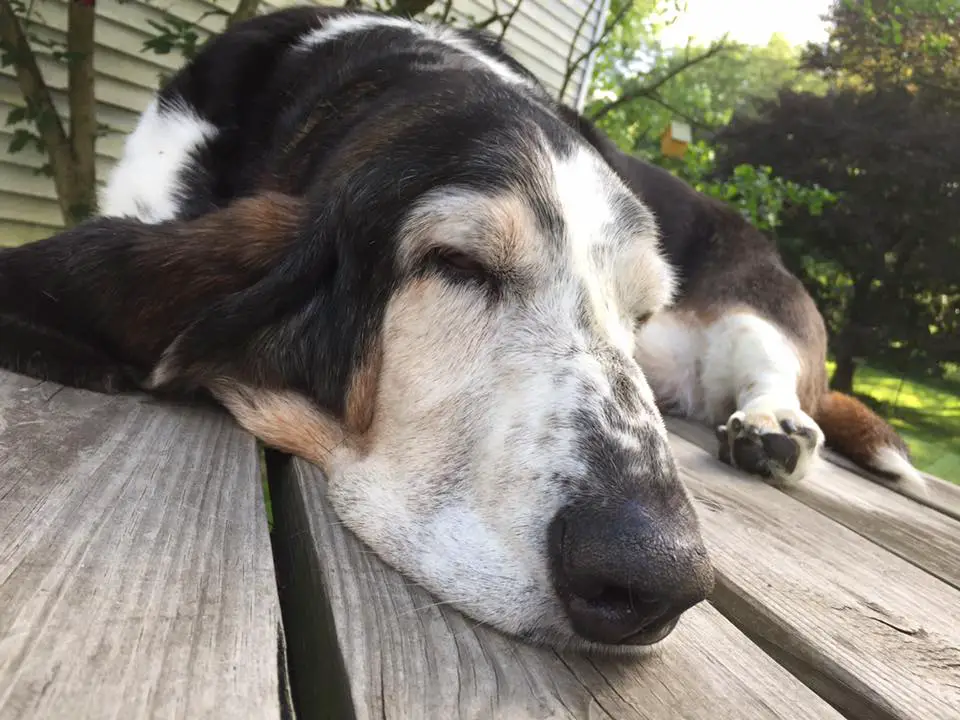 A Basset Hound lying on top of the wooden floor in the yard