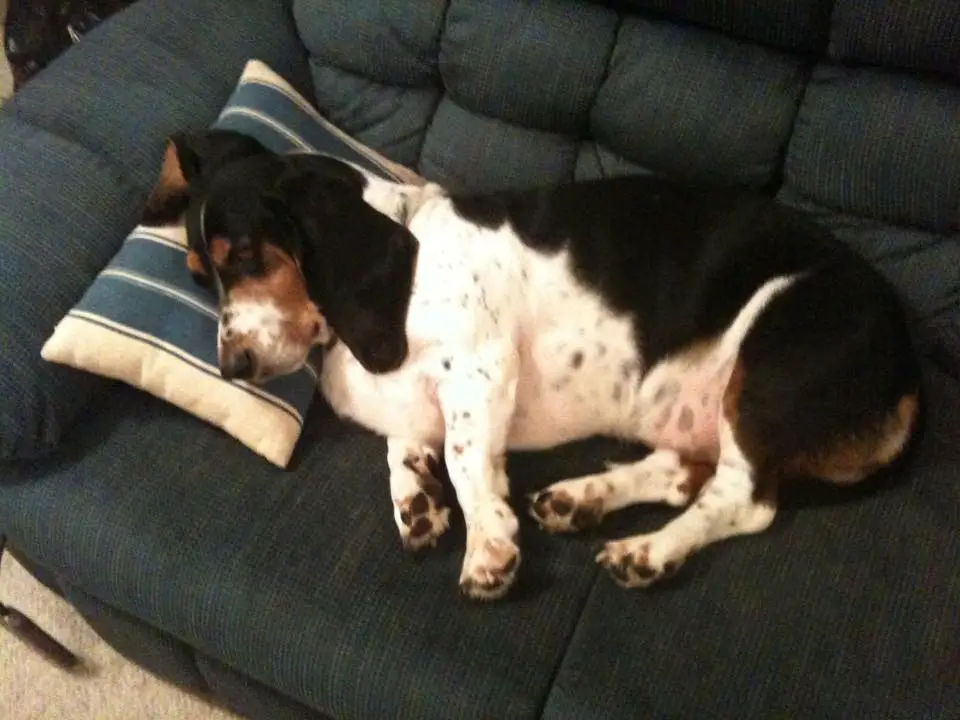 A Basset Hound sleeping soundly on the couch