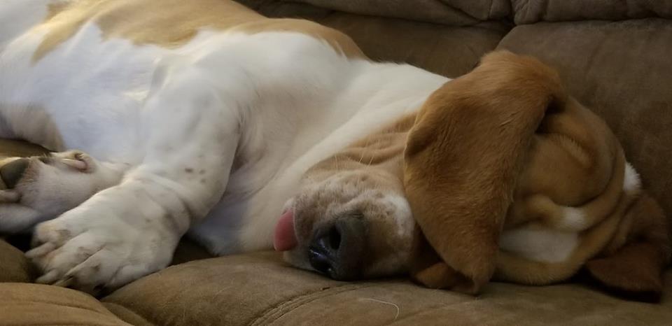 A Basset Hound sleeping on the couch with its eyes covering its eyes