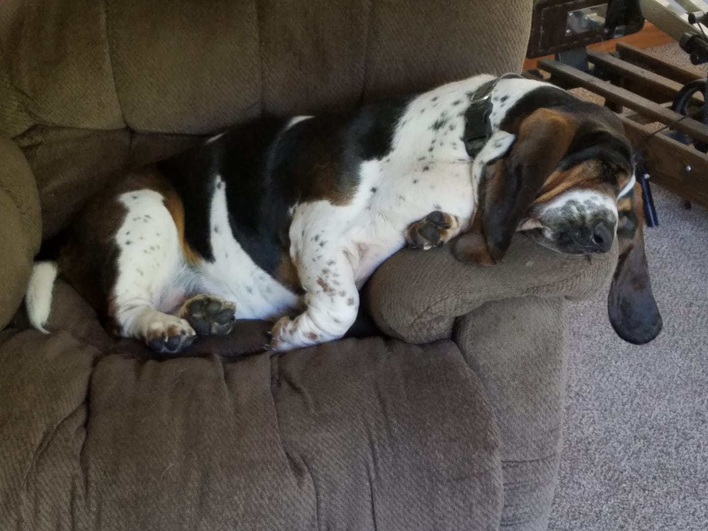 A Basset Hound sleeping on the couch