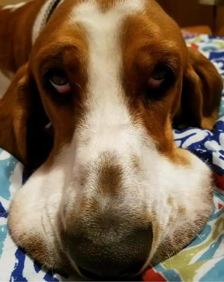 A Basset Hound lying on the bed