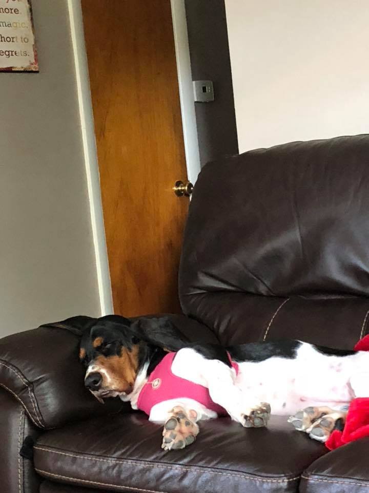 A Basset Hound sleeping on the couch