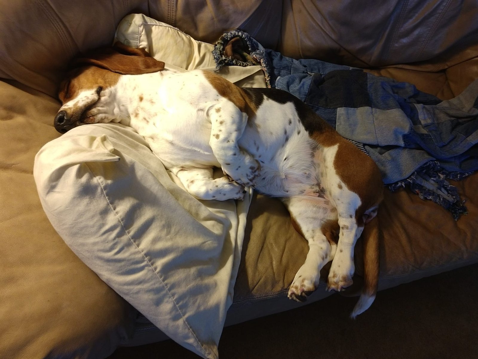 A Basset Hound sleeping on the couch