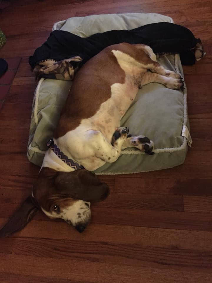A Basset Hound sleeping on its bed on the floor