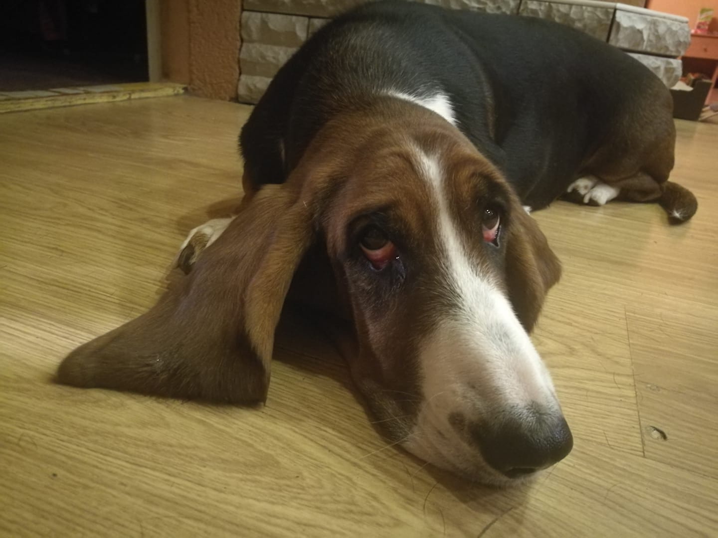 A Basset Hound lying on the floor with its tired face