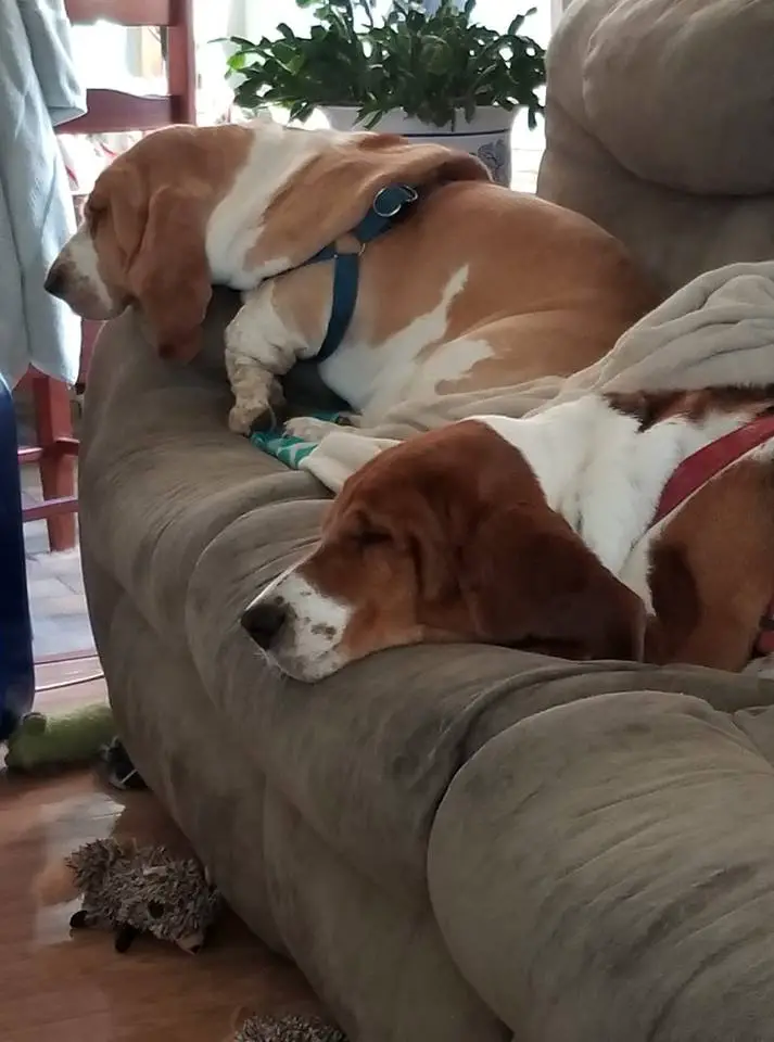 two Basset Hounds sleeping on the couch