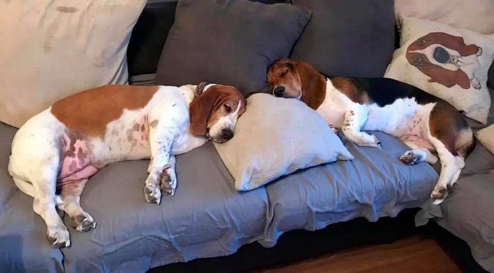 two Basset Hounds sleeping on the couch