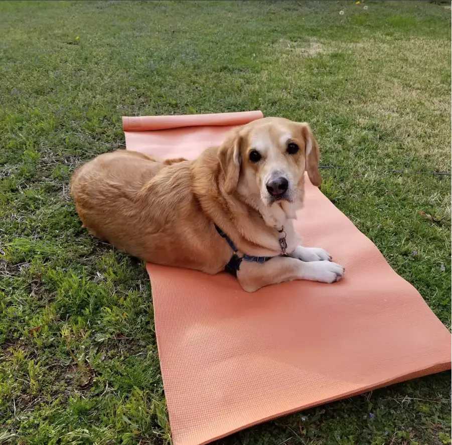 A Basset Retriever lying on top of the matt in the yard