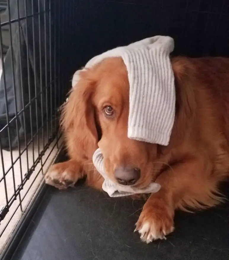 A Basset Retriever lying inside the crate while biting a sock and with sock over its head