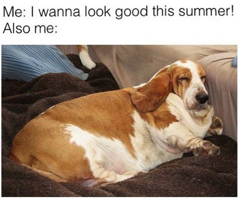 fat Basset Hound sleeping on the floor with caption 