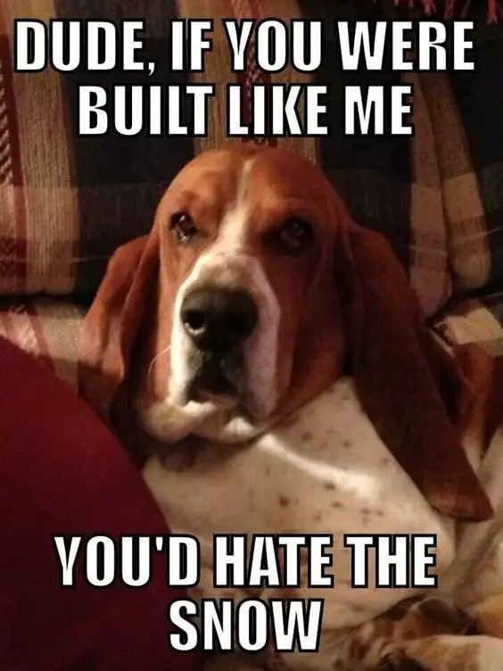 Basset Hound on the couch photo with a text 