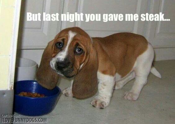 Basset Hound puppy in front of its food while with its sad face photo with a text 