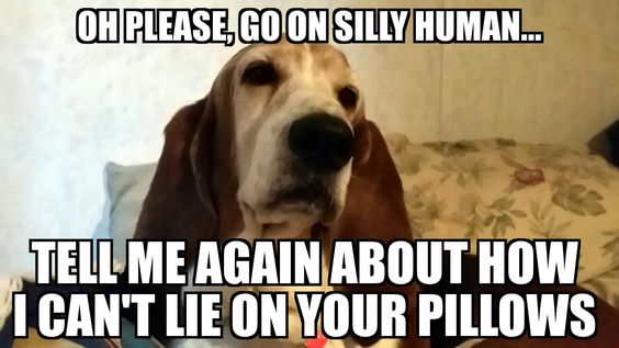 Basset Hound on the bed photo with a text 