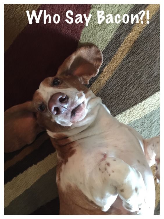 Basset Hound lying on the floor with its curious face photo with a text 