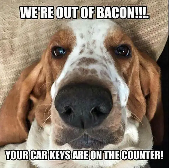 face of a Basset Hound photo with a text 
