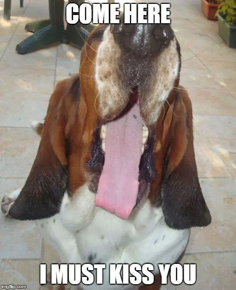 Basset Hound yawning photo with a text 