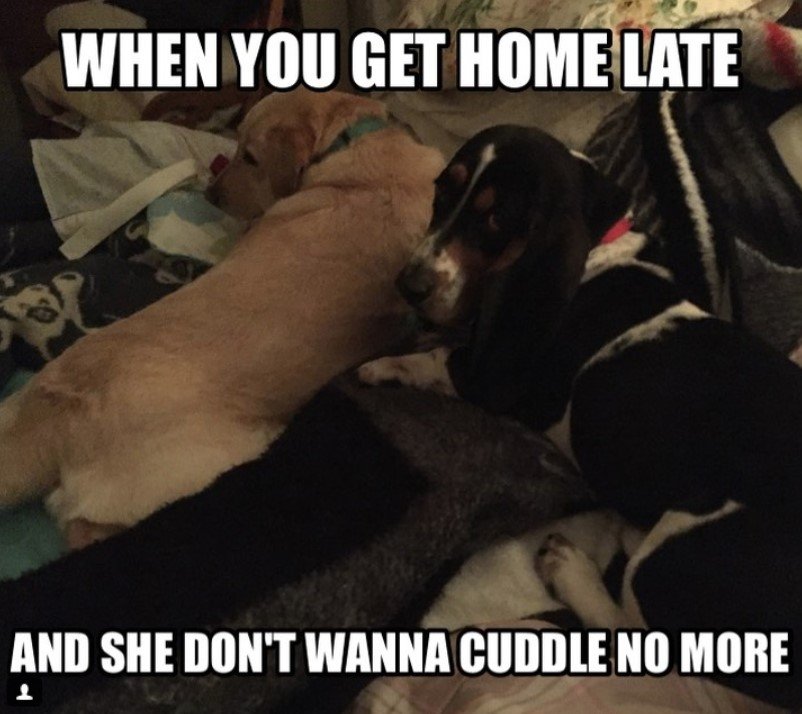 Basset Hound on the bed lying down while looking back with its sad face photo with a text 