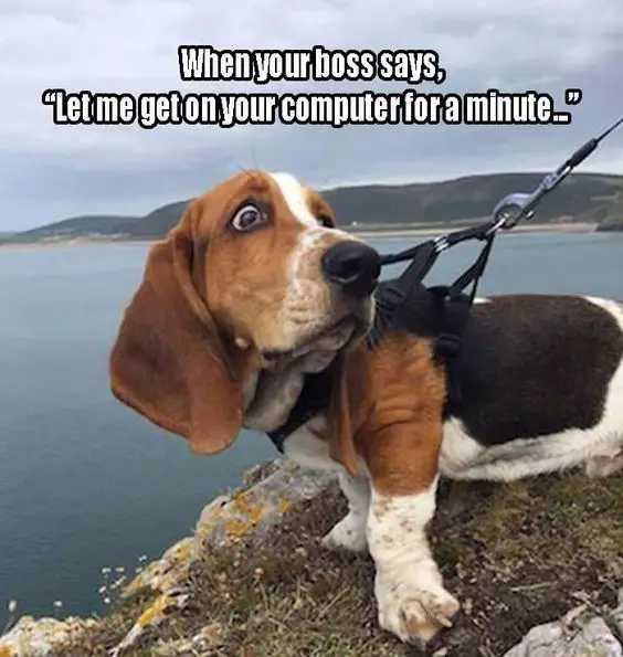 Basset Hound on top of the mountain with its scared face photo with a text 