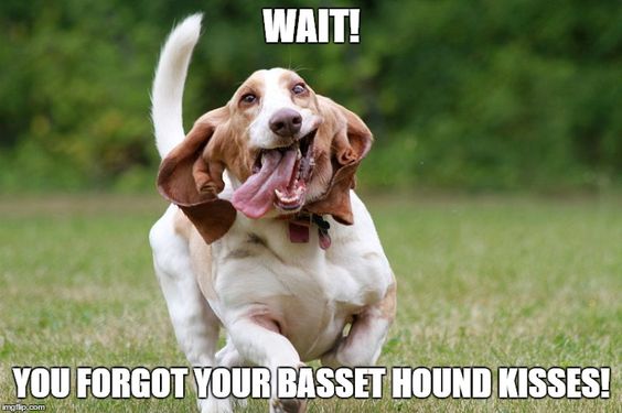 Basset Hound running in the yard photo with a text 