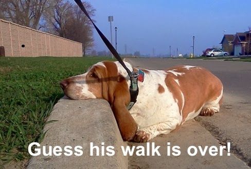 tired basset hound lying down on the street with a text 