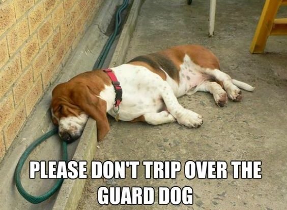 Basset Hound sleeping on the hallways photo with a text 
