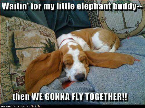 Basset Hound sleeping on the couch with its ears spread photo with a text 