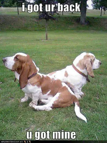 two Basset Hounds sitting on the grass facing opposite ways photo with a text 
