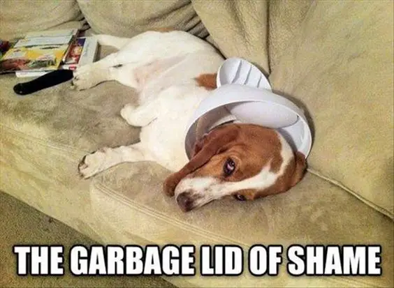 Basset Hound lying on the couch with a trash cover around its neck photo with a text 
