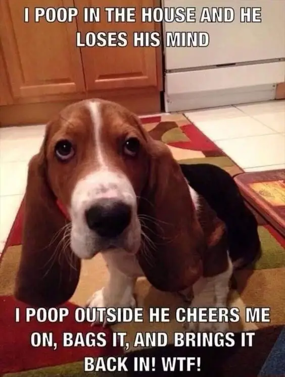 Basset Hound sitting on the floor while looking up with its sad face photo with a text 