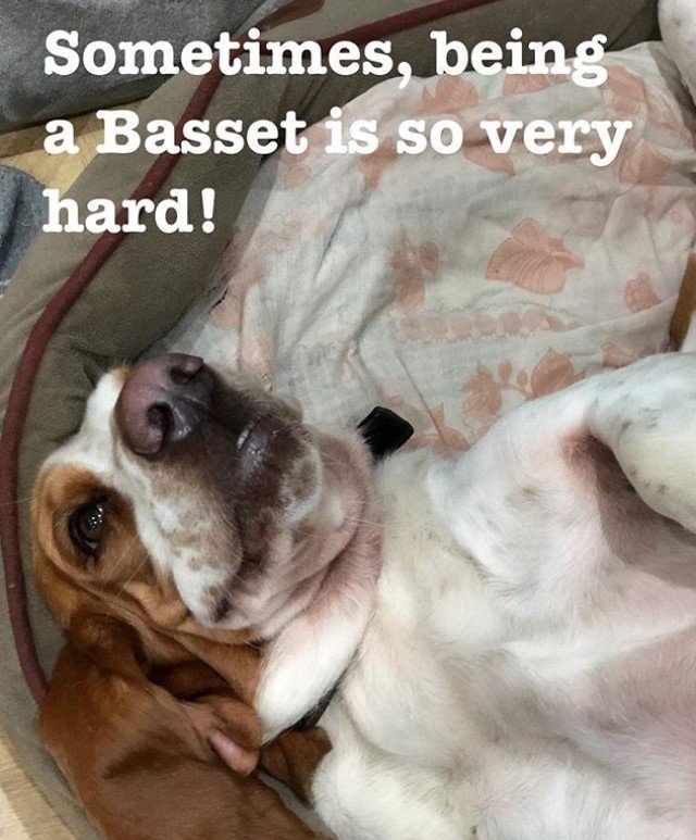 Basset Hound lying on its back in its bed photo with a text 