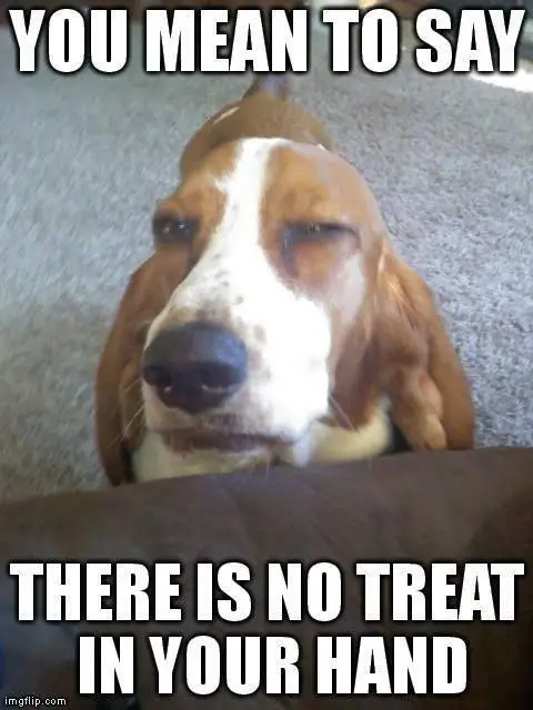 Basset Hound with its suspicious face photo with a text 