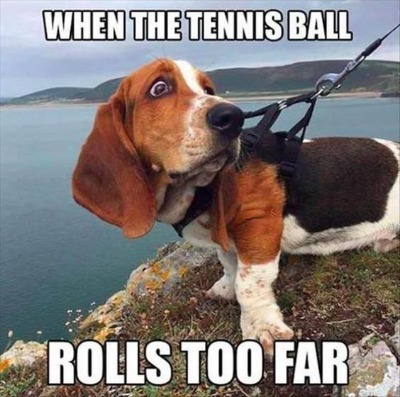 Basset Hound on top of the mountain with its scared face photo with a text 