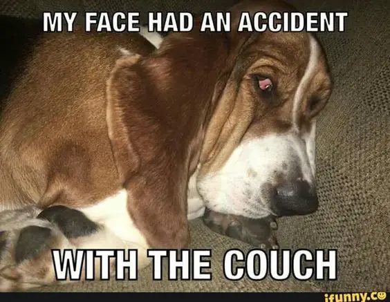 Basset Hound facing the couch photo with a text 