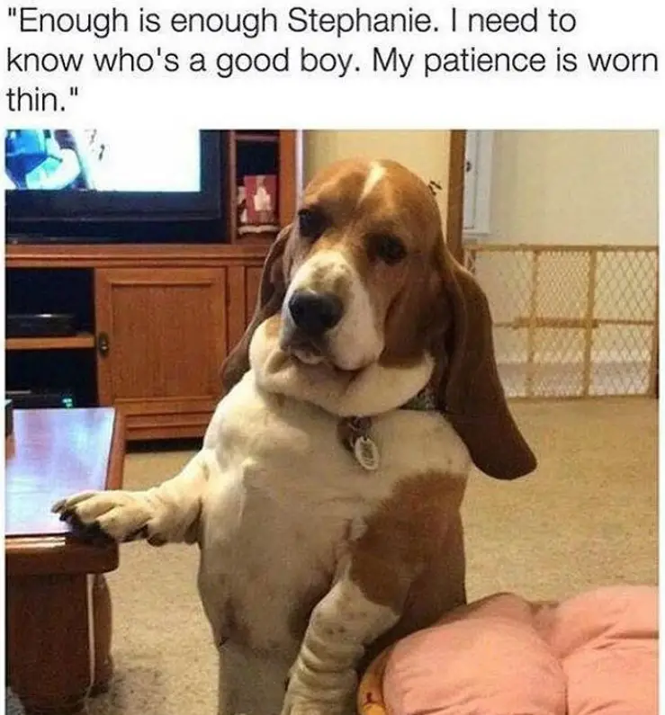 Basset Hound standing up with its grumpy face photo with caption 