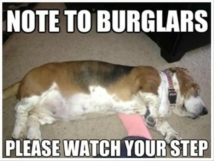 Basset Hound sleeping on the floor photo with a text 