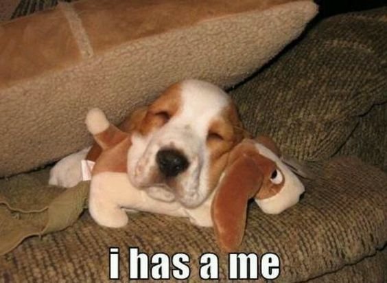 Basset Hound sleeping under the pillow while resting its head on top of a basset hound stuffed toy