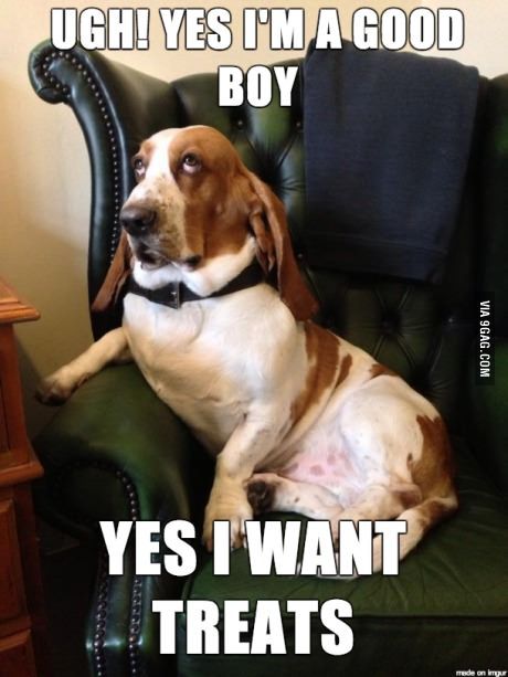 Basset Hound sitting on the chair with its eyes rolled up photo with a text 