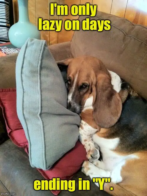 Basset Hound curled up on the couch photo with a text 