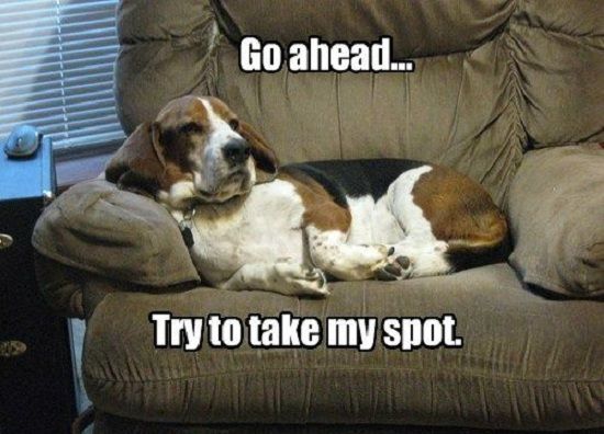 Basset Hound lying on the sofa photo with a text 