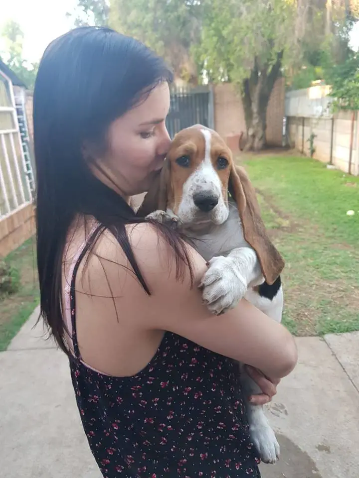 A woman holding while kissing a Basset Hound puppy