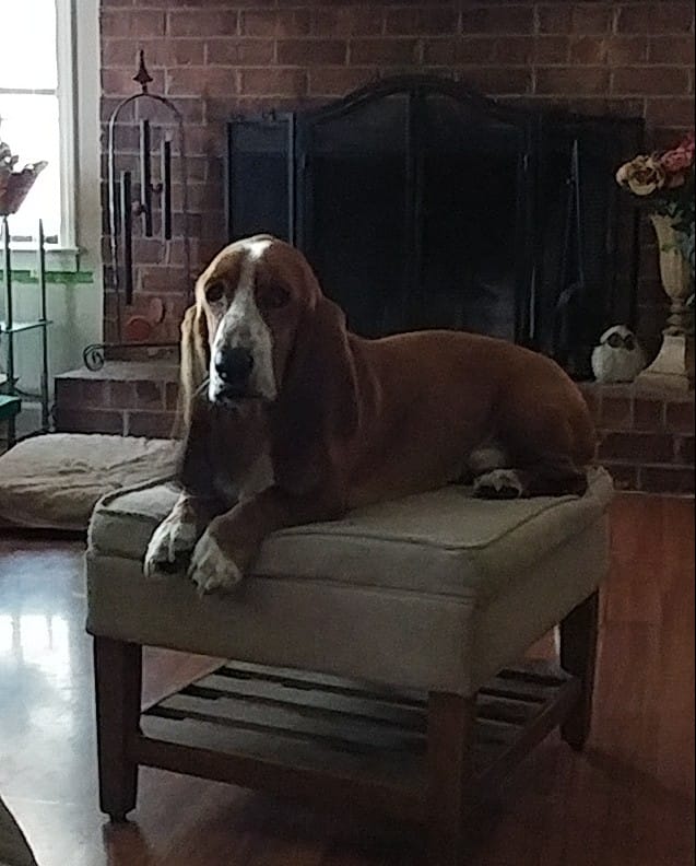 A Basset Hound lying on top of the chair in the living room