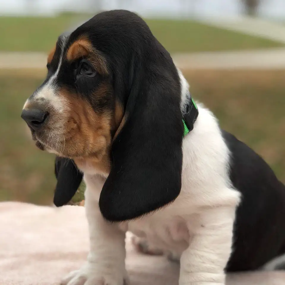 A Basset Hound puppy sitting on top of the blanket in the yard