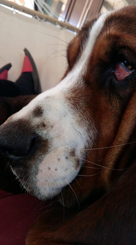 sideview face of a tired Basset Hound