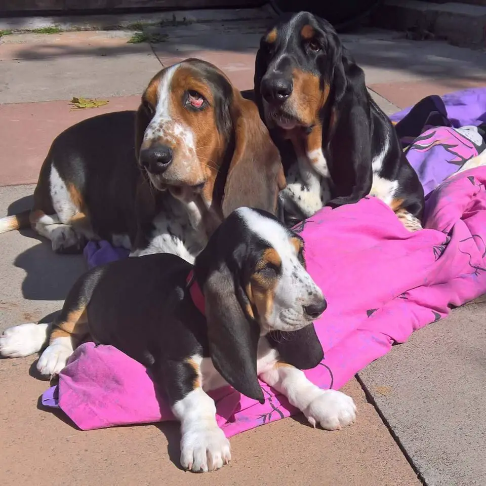 two adult and one puppy Basset Hound lying on the pavement under the sun