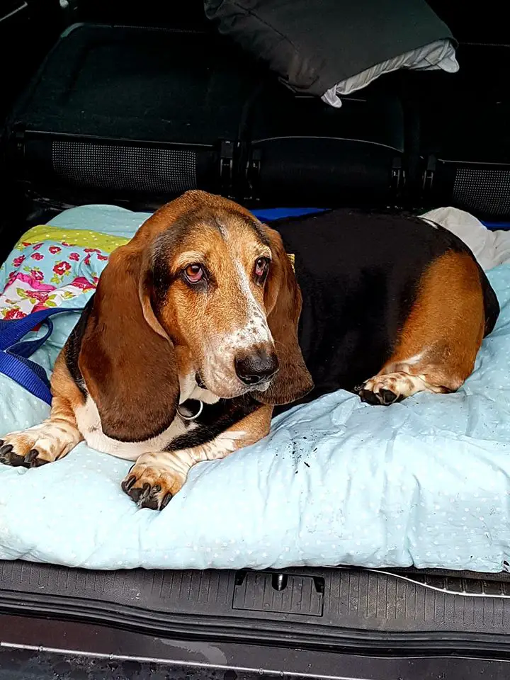 A Basset Hound lying on its bed in the car trunk
